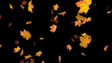 Herbst-Bunte-Thanksgiving-Blätter-Fallen-Mit-Schwarzem-Hintergrund